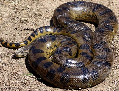 what is the largest anaconda snake ever recorded