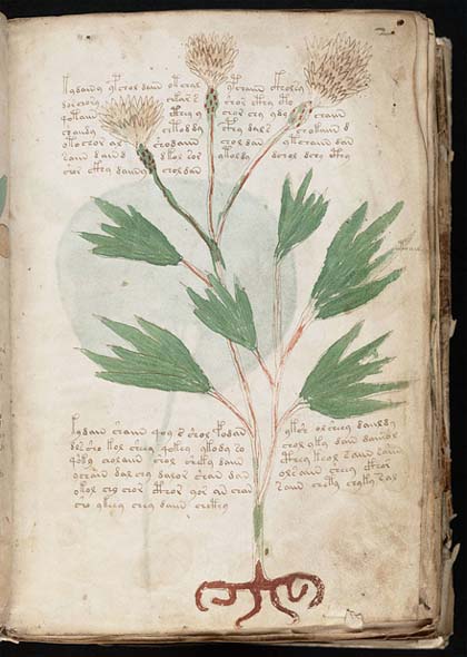 voynich manuscript cover